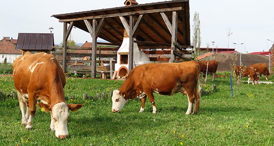 Rinderzucht und Kurs zur Auswahl der Zuchttiere